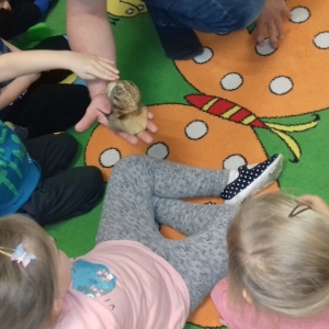 Na zdjęciu dzieci z grupy Jezyki słuchają, jak Pan opowiada o slimaku afrykańskim , a chłopiec głaszcze ślimaka